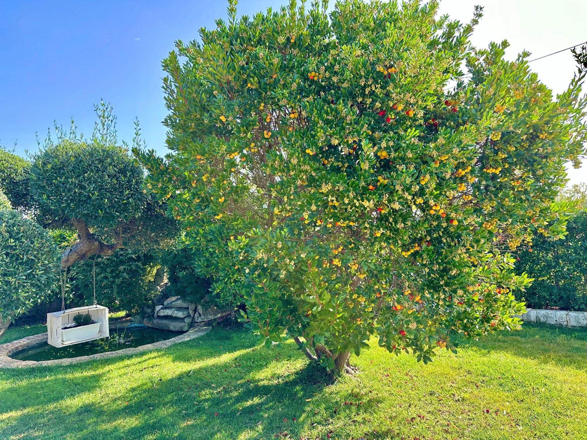 Trulli Fenice Alberobello Rom bilde